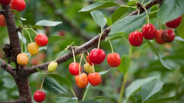 চেরি ফল